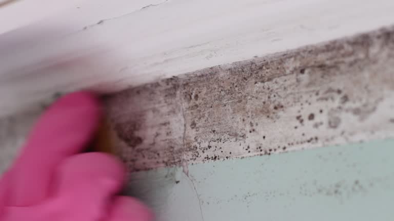 Mold Remediation for Vacation Homes in New Market, VA